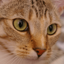 Chelsea the cat: exact 224 by 224 center crop supplied to official CLIP