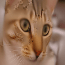 Chelsea the cat: model reconstruction with original visible patches pasted back