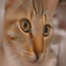 Chelsea the cat: prediction