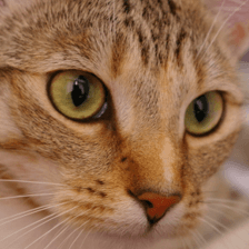 Chelsea the cat: exact 224 by 224 crop supplied to Swin-T V1