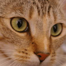 Chelsea the cat, original center crop