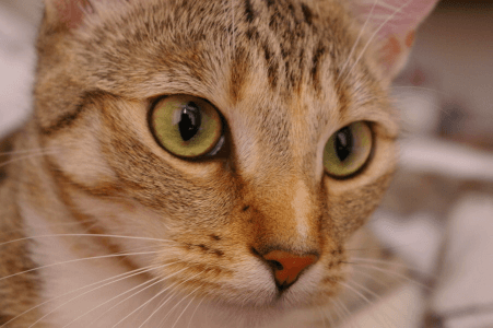 Chelsea the cat
