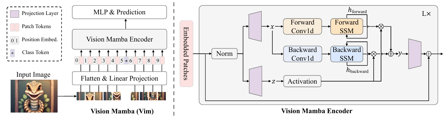 Original Vision Mamba Figure 2: image patches and a middle class token enter the Vim encoder; separate forward and backward Conv1d and SSM branches share a gate, combine, project, and join a residual path.