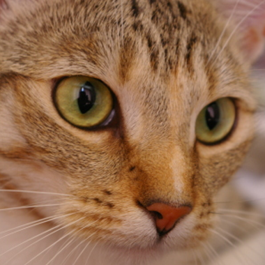 Chelsea the cat: exact B4 center crop before ImageNet normalization