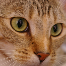Exact 224 by 224 model input crop of Chelsea the cat